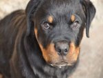 Rottweiler - 500 Teile (Puzzle)