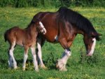 Clydesdale Horse - 1.000 Teile (Puzzle)