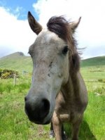 Connemara Pony - 1.000 Teile (Puzzle)