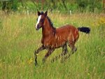 Thoroughbred Horse - 1.000 Teile (Puzzle)