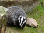 Badger - 500 Teile (Puzzle)