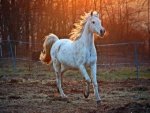 Thoroughbred Horse - 500 Teile (Puzzle)
