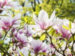 Blumen - 500 Teile (Puzzle)