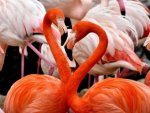Flamingos - 1.000 Teile (Puzzle)