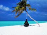 Palme am Strand in Malediven - 500 Teile (Puzzle)