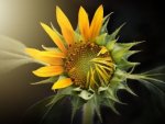 Blume - 1.000 Teile (Puzzle)