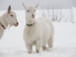 Ziegen im Schnee - 1.000 Teile (Puzzle)