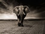 Elefant - 1.000 Teile (Puzzle)