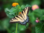 Schmetterling - 500 Teile (Puzzle)