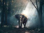 Elefant - 1.000 Teile (Puzzle)