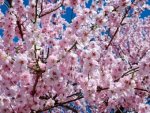 Japanische Zierkirsche - 1.000 Teile (Puzzle)