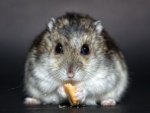 Hamster - 500 Teile (Puzzle)