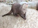 Otter - 500 Teile (Puzzle)