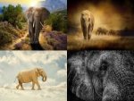 Collage Elefanten - 500 Teile (Puzzle)