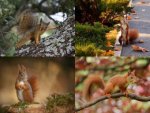 Collage Eichhörnchen - 500 Teile (Puzzle)
