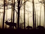 Hirsche im Wald im Nebel - 500 Teile (Puzzle)