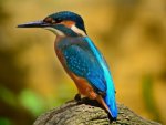 Eisvogel - 1.000 Teile (Puzzle)