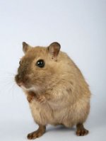 Hamster - 1.000 Teile (Puzzle)