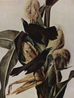 John James Audubon - Purpurbootschwanz - 1.000 Teile (Puzzle)