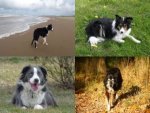 Collage Border Collie - 1.000 Teile (Puzzle)
