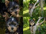 Collage Yorkshire Terrier - 1.000 Teile (Puzzle)