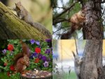 Collage Eichhörnchen - 500 Teile (Puzzle)