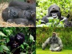 Collage Gorilla - 500 Teile (Puzzle)