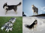 Collage Husky - 500 Teile (Puzzle)