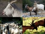 Collage Ziege - 500 Teile (Puzzle)