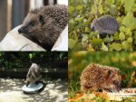 Collage Igel - 1.000 Teile (Puzzle)