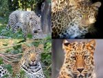 Collage Leopard - 1.000 Teile (Puzzle)