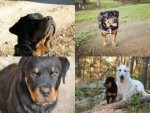 Collage Rottweiler - 500 Teile (Puzzle)