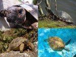 Collage Schildkröte - 500 Teile (Puzzle)
