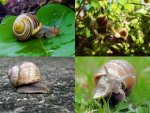 Collage Schnecke - 1.000 Teile (Puzzle)