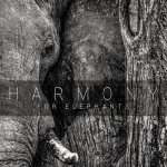 Harmony for Elephants