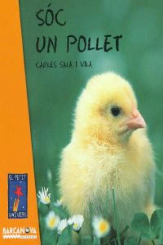 Sóc un pollet