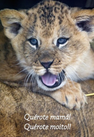 (POSTAL) Quérote Mamá León
