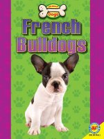 French Bulldogs
