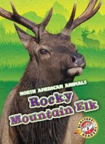 Rocky Mountain Elk