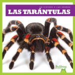 Las Tarantulas (Tarantulas)