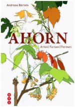 Ahorn