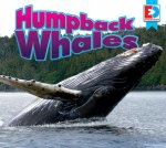Gray Whales Gray Whales