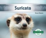 Suricata (Meerkat)