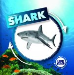 Life Cycle of a Shark