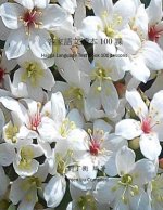 Hagga Language Text Book 100 Lessons
