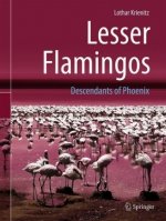 Lesser Flamingos