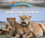 How Lions Grow Up