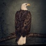 Book Of Bad Decisions (Ltd.Book Edition-CD)