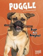 Puggle: Pugs Meet Beagles!