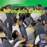 A Penguin Colony